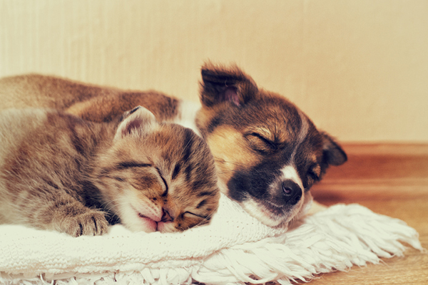 Puppy and Kitten Sleeping Puppy and Kitten Sleeping