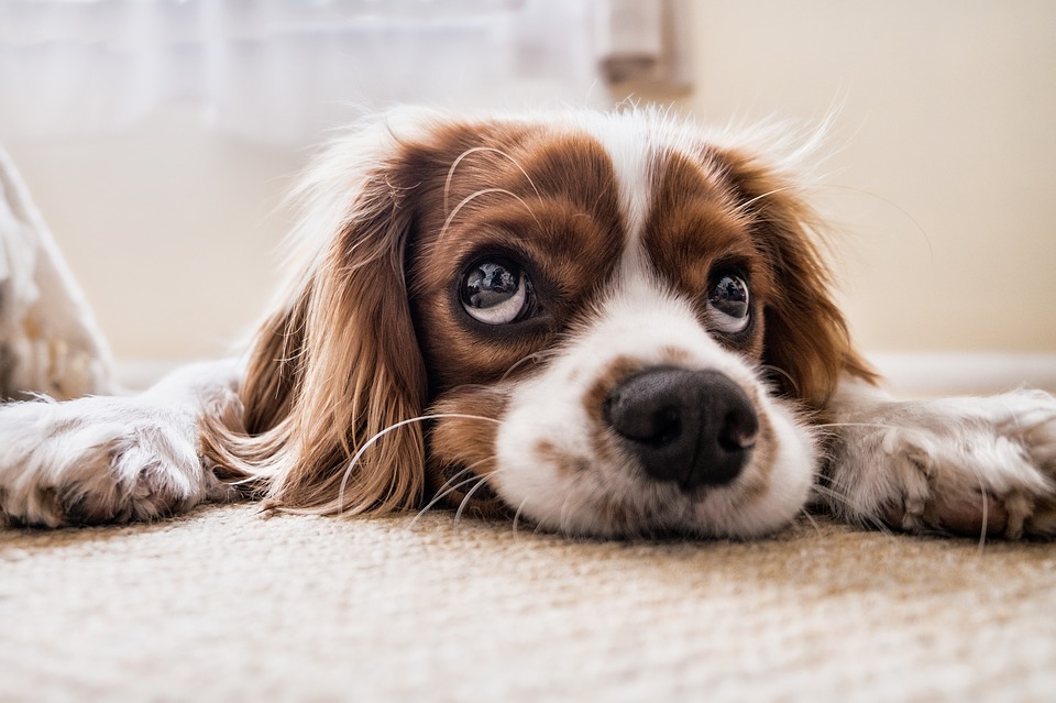 Wide Eyed Pup