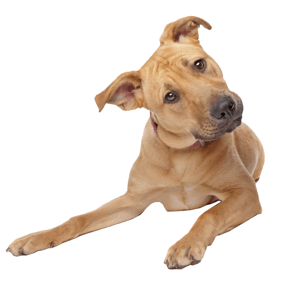 Brown Dog Brown Dog